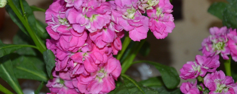 紫罗兰怎么爆盆（紫罗兰女王如何爆盆）