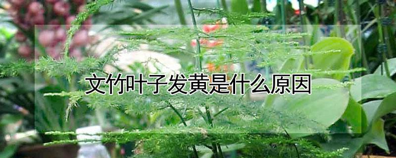 文竹叶子发黄是什么原因 文竹叶子发黄是什么原因?怎样才能养好文竹?