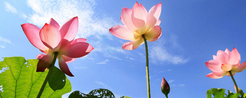 什么荷花花期长 荷花的开花期