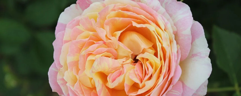 月季掉花蕾什么原因 月季花落蕾的原因