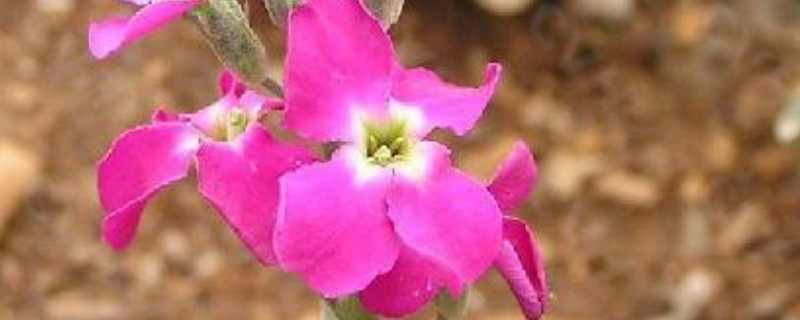 紫罗兰有什么特点 紫罗兰有哪些特点