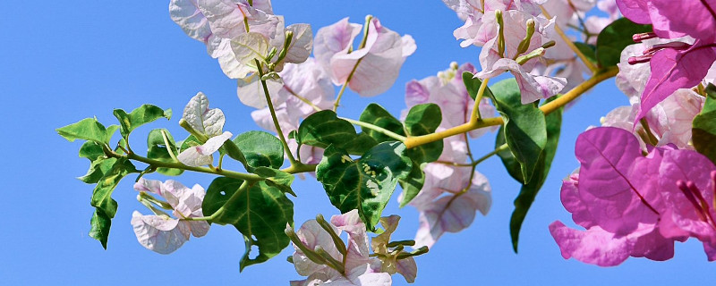 三角梅花谢后要修剪吗 三角梅花谢之后是否需要剪枝