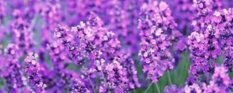 薰衣草每年都要种吗（薰衣草需要年年种吗）