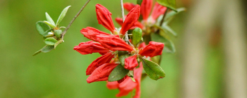 盆栽杜鹃花期 盆栽杜鹃花开花时间