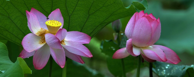 荷花秋天和夏天有什么区别（夏天的荷花和秋天的荷花有什么区别）
