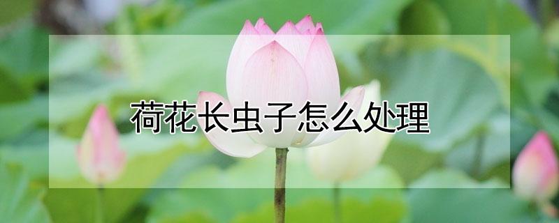 荷花长虫子怎么处理 荷花长虫子有什么办法