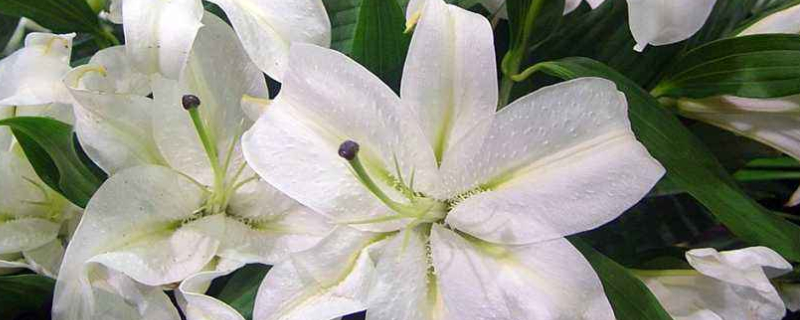 百合种植方法和时间(北方百合种植方法和时间)