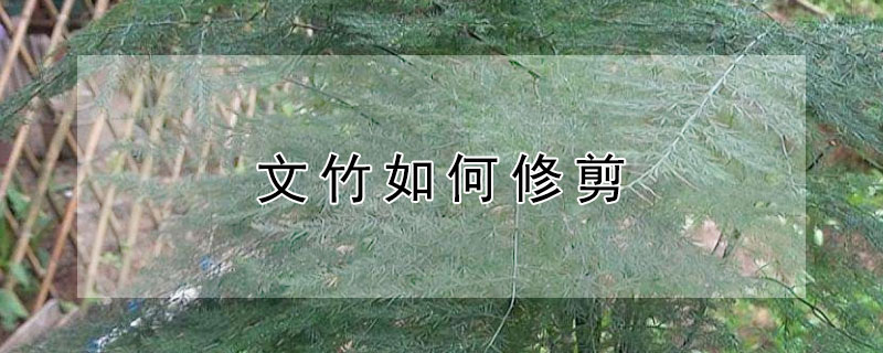 文竹如何修剪(文竹如何修剪?)