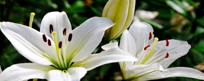 百合花的养殖方法和注意事项 亚洲百合花的养殖方法和注意事项