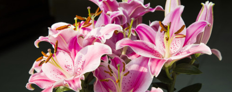 香水百合多久换一次水（香水百合能开几次）