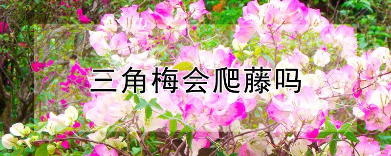 三角梅会爬藤吗(三角梅自己会爬藤吗)