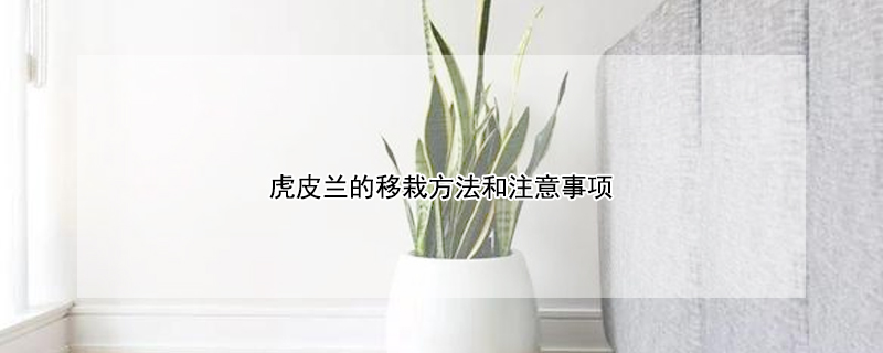 虎皮兰的移栽方法和注意事项（虎皮兰移栽方法及移植注意事项）