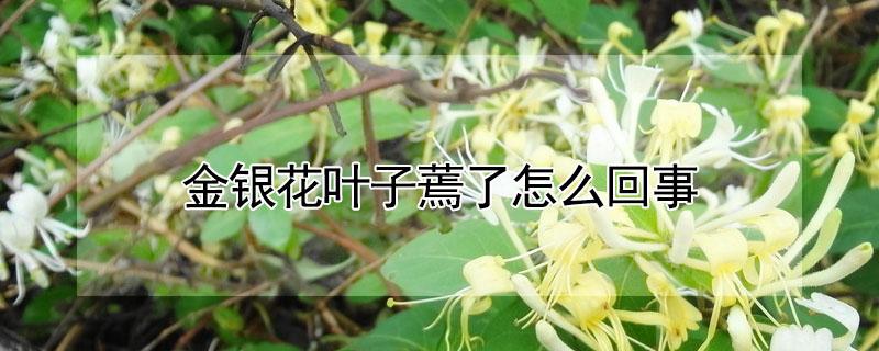 金银花叶子蔫了怎么回事 金银花叶子卷曲萎蔫