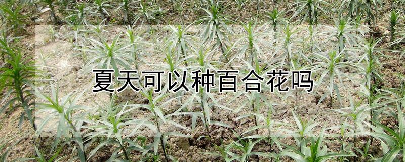 夏天可以种百合花吗（百合花夏天可以移栽吗）