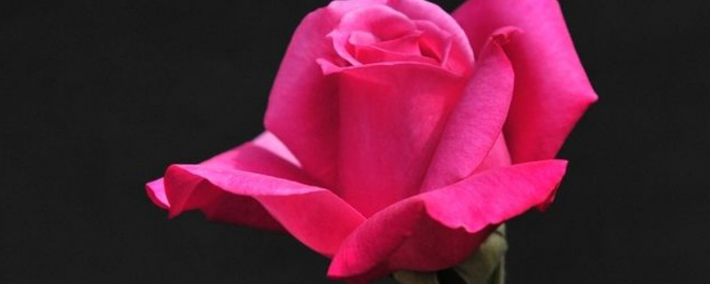 刚收到的玫瑰花怎样醒花（买回来的玫瑰花怎么醒花）