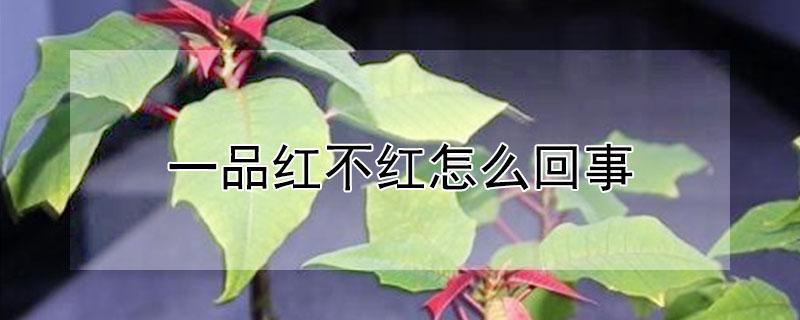 一品红不红怎么回事 一品红为什么