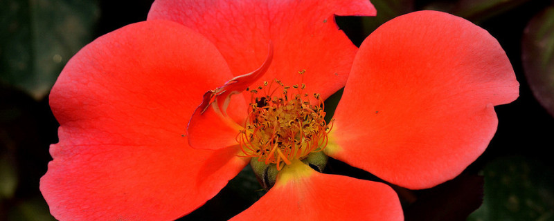 蔷薇花有几种颜色（蔷薇花有几种颜色?）