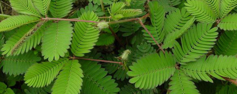 含羞草水浇多了会死吗（含羞草一个星期不浇水会不会死）