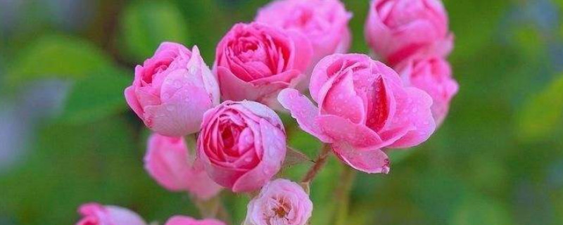 蔷薇花春季怎么防虫 蔷薇虫害怎么防治