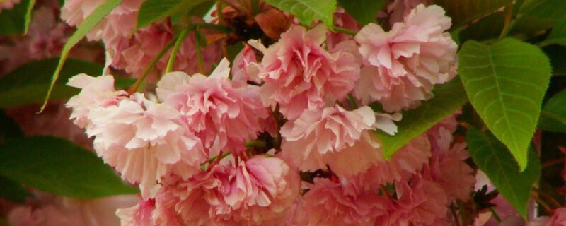 樱花移栽的注意事项（冬季樱花移栽注意事项）