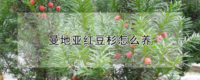 曼地亚红豆杉怎么养 曼地亚红豆杉适合家里养吗