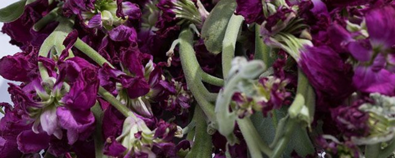 紫罗兰移栽要注意事项 紫罗兰的种植方法及养护