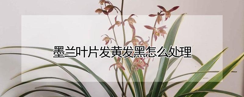 墨兰叶片发黄发黑怎么处理 墨兰叶片发黄发黑怎么处理夏天