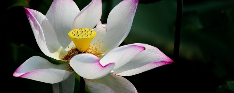 荷花冬天怕冷吗（荷花冬季怕寒吗）