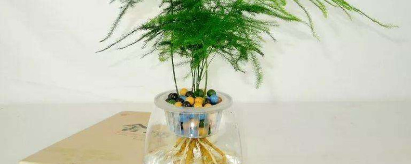 剪下的文竹可以水培吗 文竹可以插枝水培吗