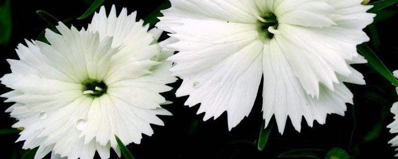 康乃馨种子的种植方法 康乃馨种子的种植方法和注意事项