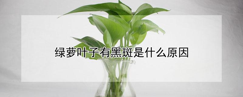 绿萝叶子有黑斑是什么原因 绿萝叶子有黑斑是什么原因用什么药