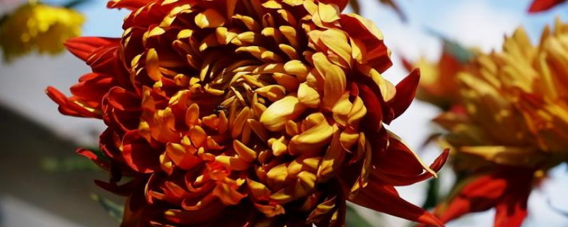 菊花可以剪下来水养吗 菊花剪下的枝能水培吗