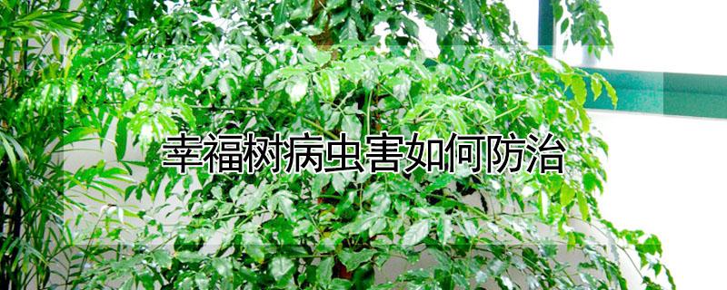 幸福树病虫害如何防治 幸福树常见病害防治方法