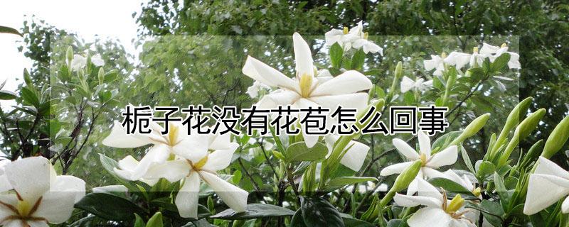 栀子花没有花苞怎么回事（栀子花一直没有花苞）