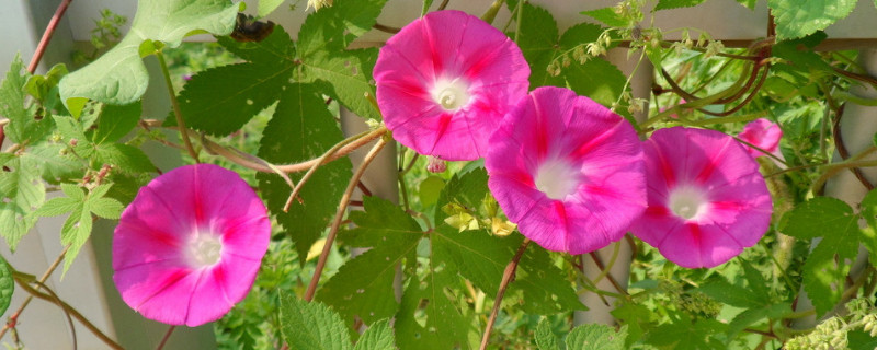 牵牛花的根系发达吗 牵牛花有根吗