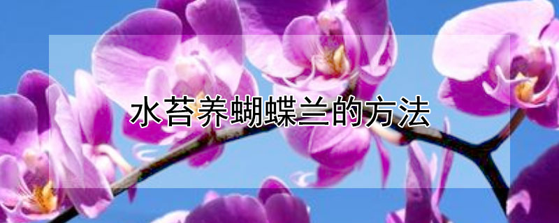 水苔养蝴蝶兰的方法 蝴蝶兰可以直接用水苔养吗