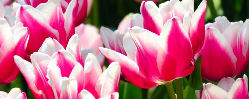 郁金香夏天怎么维护（夏天郁金香如何保存?）