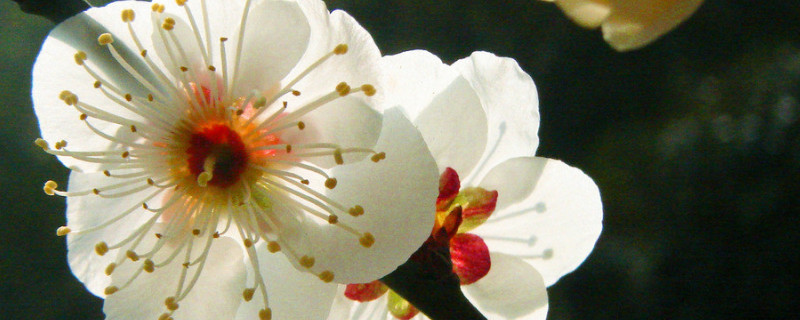 梅花有几个花瓣 梅花有几个花瓣组成