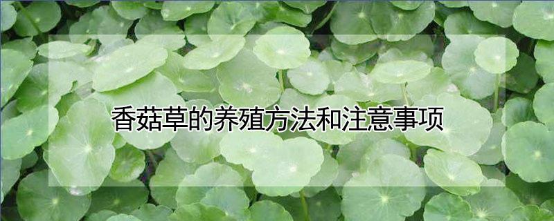 香菇草的养殖方法和注意事项 香菇草可以养在室内吗