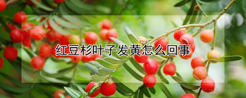 红豆杉叶子发黄怎么回事 红豆杉叶子黄了是什么原因