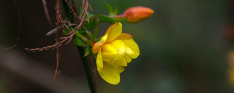 迎春花秋季需要控水吗（迎春花什么时候控水）