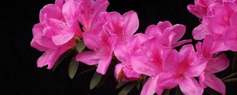 杜鹃花只剩杆了怎么办（杜鹃花叶就剩杆了）