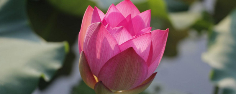 荷花喜阴还是喜阳 荷花喜阴还是喜阳光