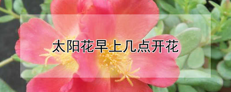 太阳花早上几点开花（太阳花是早上几点开的）