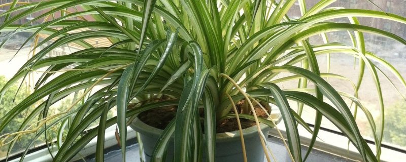 吊兰叶子尖发黄怎么办（吊兰叶子有黄尖怎么办）