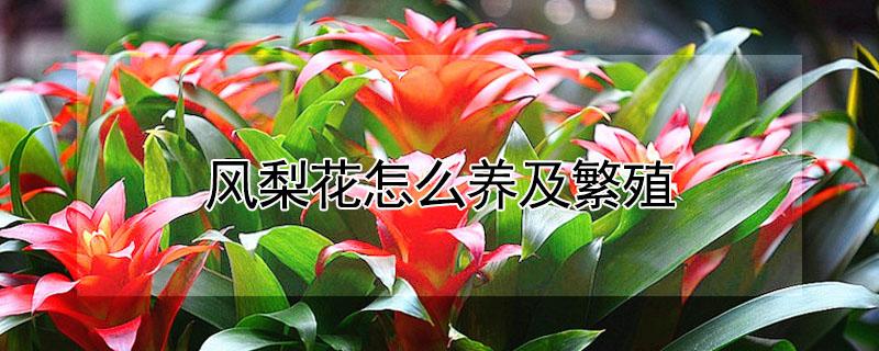 风梨花怎么养及繁殖 凤梨花的养植