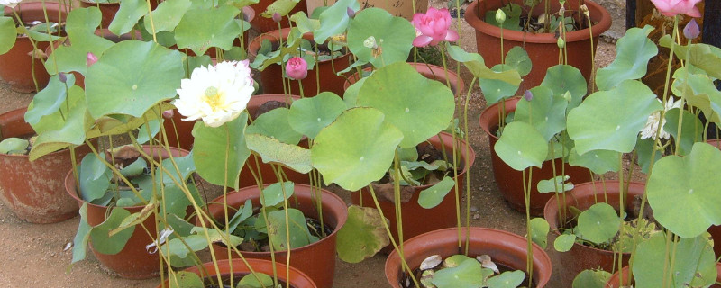 盆荷花种植方法（花盆种荷花的方法）