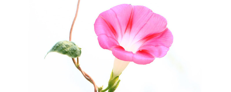 牵牛花怎么养家庭养法 如何养牵牛花