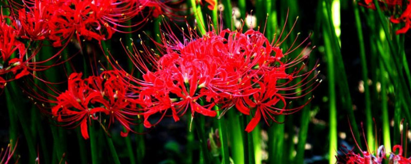 彼岸花冬季养护（彼岸花休眠期的养护）