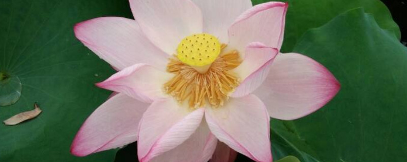 荷花冬天需要施肥吗（荷花怎么施肥啥时候施肥好）